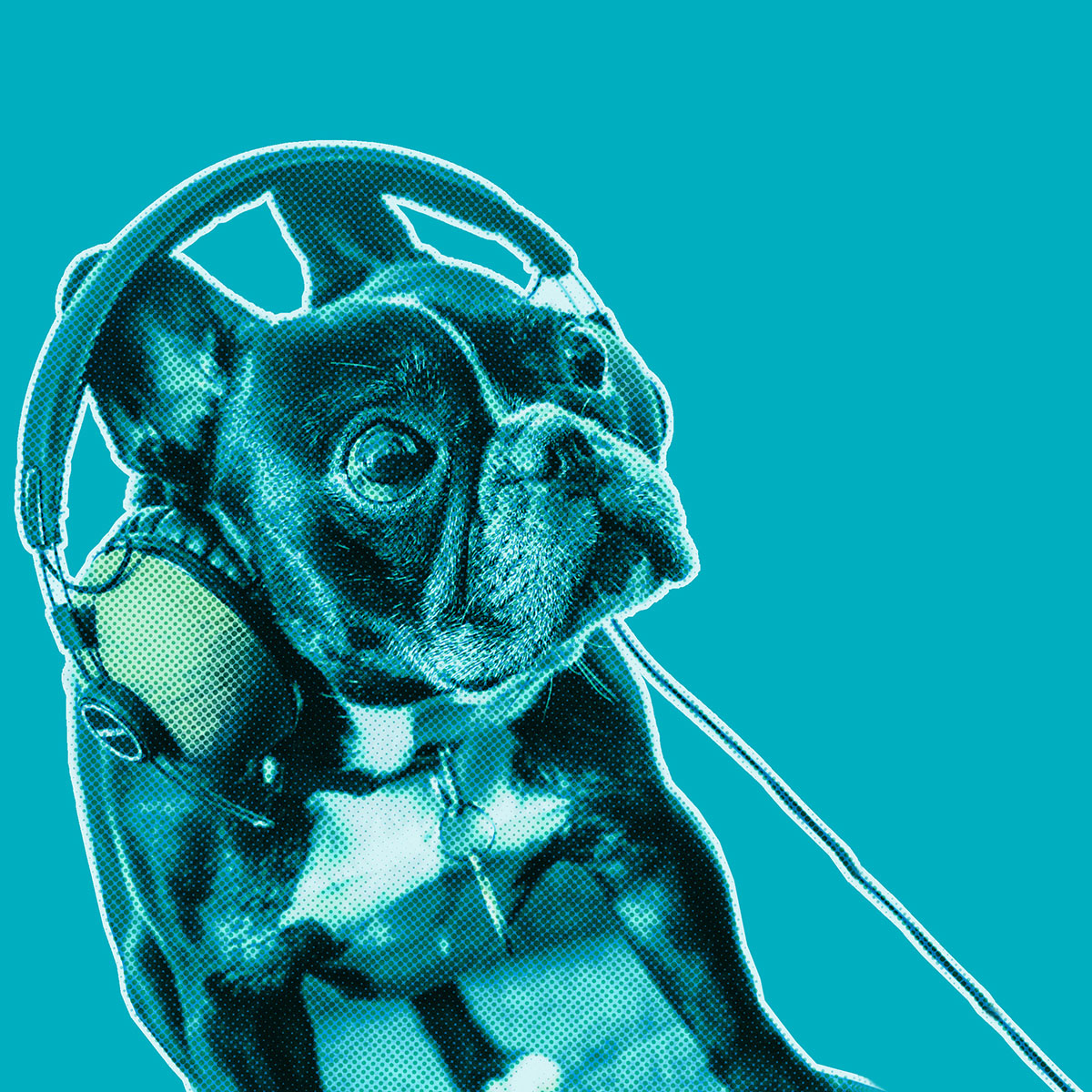 Turquoise-filtered picture of a French Bulldog wearing headphones